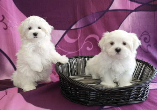 Maltsk� �t���tka