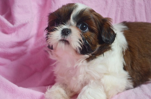 �t��ata Shih tzu