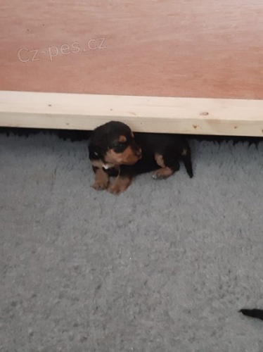 �t��ata ter�� Airedales