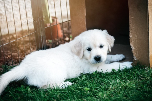 Kr�sn� zlat� retr�vr �t��ata k dispozici