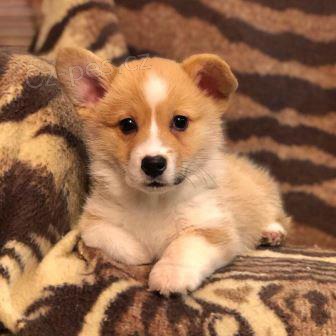 pembroke welsh corgi �t��ata