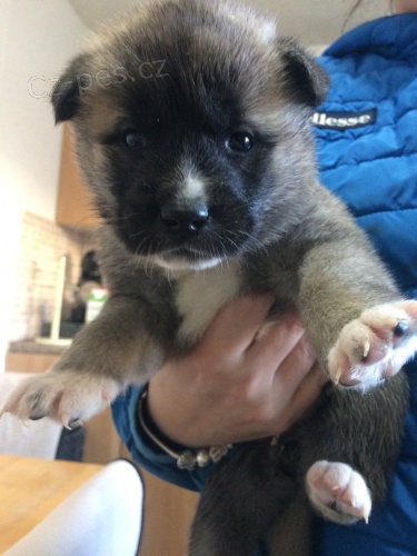 dispozici kr�sn� �t���tka akita t�� m�s�c�