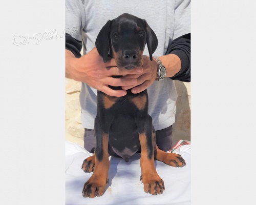 Rozko�n� �t���tka Dobermann.