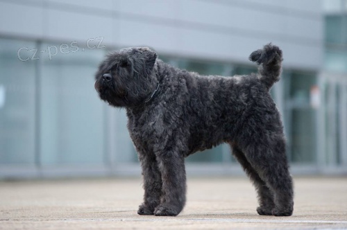 Zad�m �t��ata Flandersk�ho bouviera s PP,