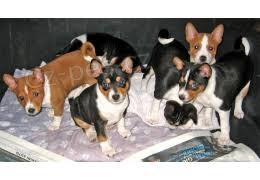 Koupit �t��ata pudl�k� s PP.