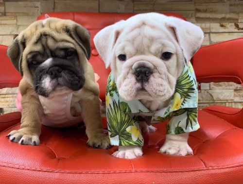 Rozko�n� anglick� buldok �t��ata