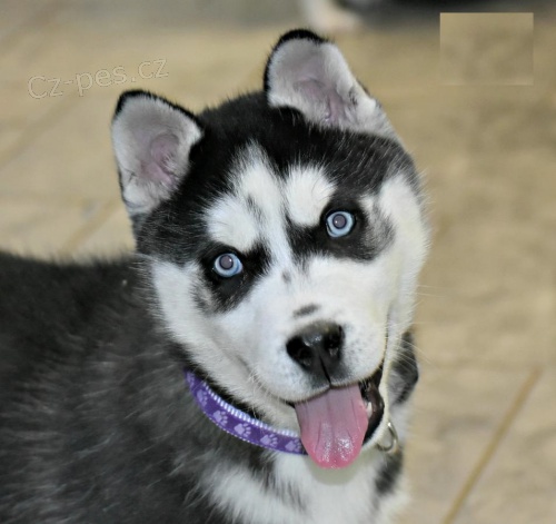 Sibi�sk� Husky �t��ata p�ipravena k p�ijet�