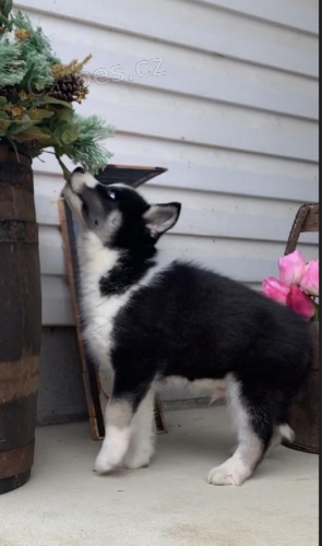 Sibi�sk� Husky �t��ata p�ipravena k p�ijet�