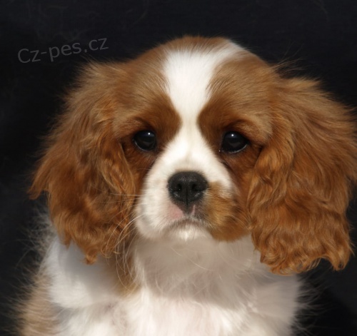 registrovan� kaval�r king charles 