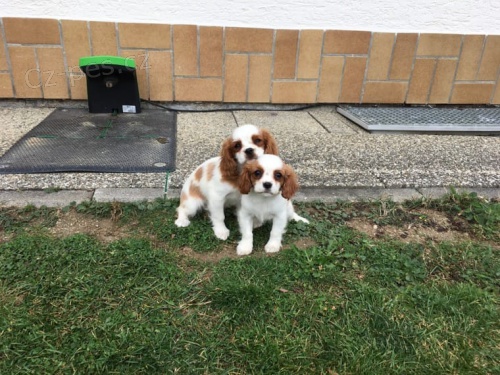 egistrovan� kaval�r king charles