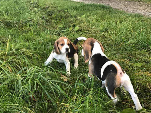 Mu�sk� a �ensk� Beagle