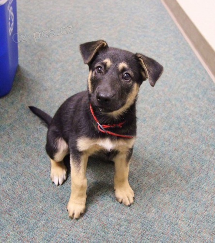 N�mecky ov��k �t��ata pro p�ijet�