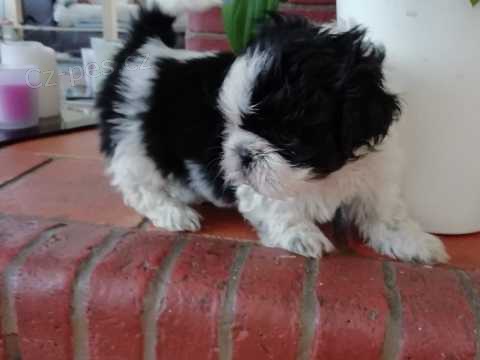 Shih-Tzu �t��ata dostupn� pro p�ijet�
