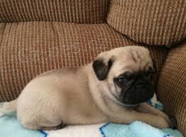 Mops �t��ata pro p�ijet�