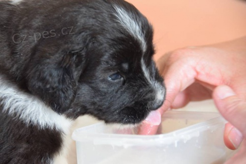 �esk� horsk� pes s PP