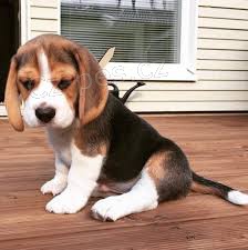 Beagle �t��ata �etla pro nov� domovy