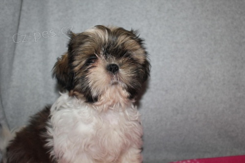 �t��ata Shih Tzu !!
