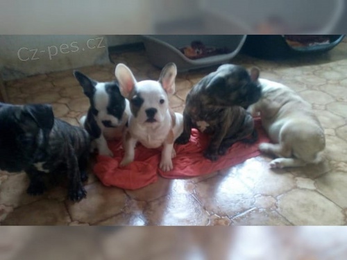  Francouzsk� buldo�ek na prodej bez PP