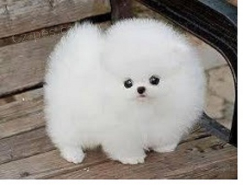 N�meck� �pic Pomeranian