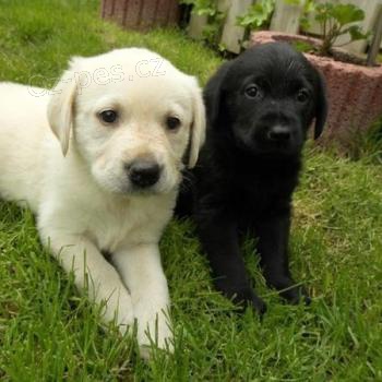 Labradorsk� retr�vr