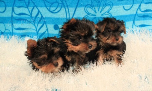 Registrovan� �ten�tka Yorkie pro ad