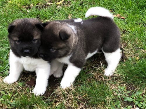 �t���tka akita inu
