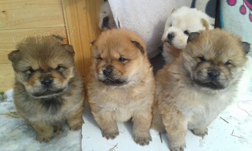 �t��ata chow chow