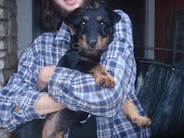  roztomil� �t��ata jagdterrier