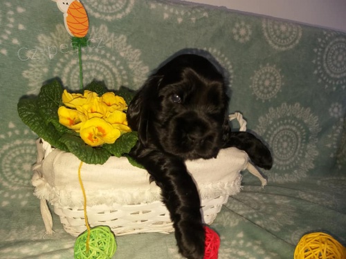 Anglick� kokr�pan�l