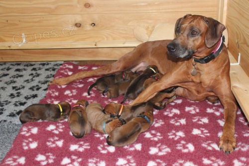 �t��ata rhod�sk�ho ridgebacka s PP