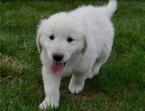 ��astn� �teniatka zlat�ho retrievera