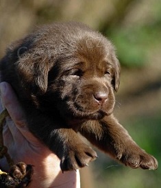 Labradorsk� retr�vr- �t�n�tka s PP