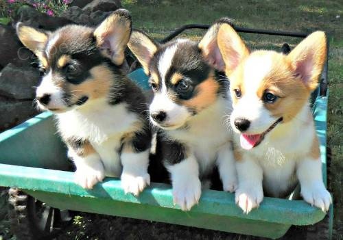 embroke Welsh Corgi �t���tka k dispozici