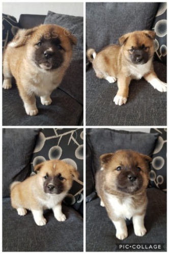 zdrav� �t���tka Akita inu