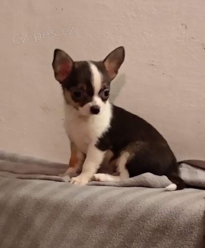 �IVAVA s PP - pejsci