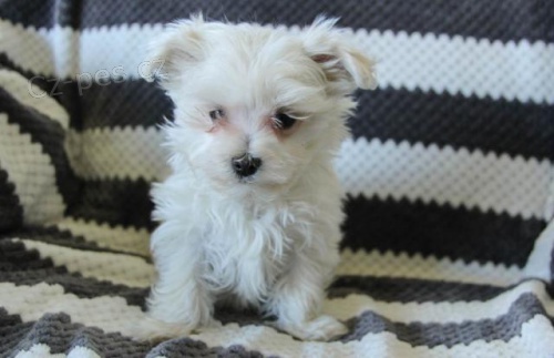 Hrav� maltsk� �te�at�