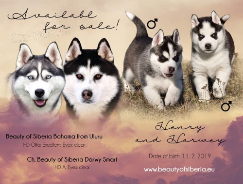 Pon�kam na predaj �teniatka SH s PP