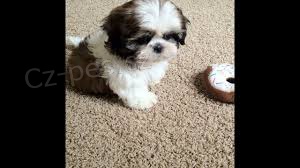 kr�sn� �t��ata Shih Tzu p�ipraven� pro v�s