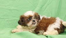 �t��ata Shih Tzu