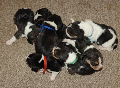 �t��ata beagle