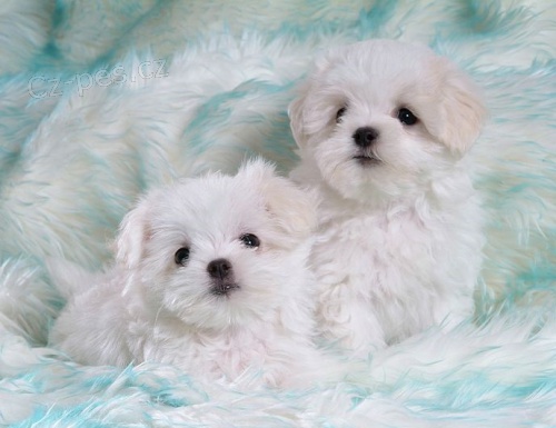 Maltsk� �t���tka