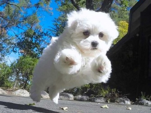 Maltez��ek stenata