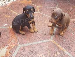 dob�e p�ipraven� �t���tka Dobermanna p�ipravena