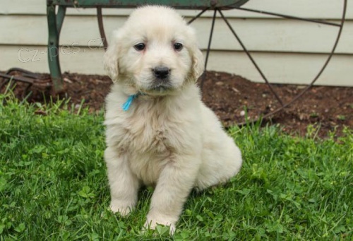 Mil��ku zlat�ho retr�vra