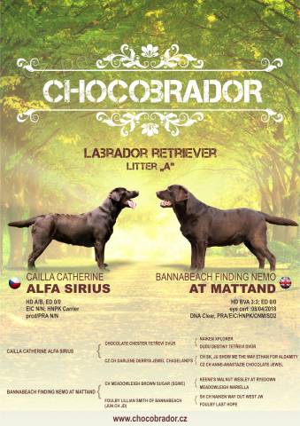 �okol�dov� �t���tka Labradorsk�ho retrievera s PP