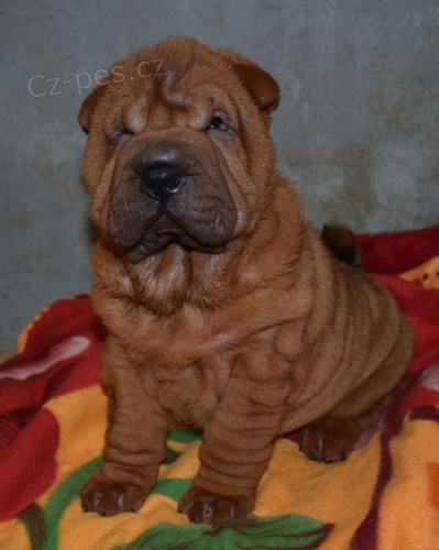 �arpej,  shar-pei, �t���tka s PP