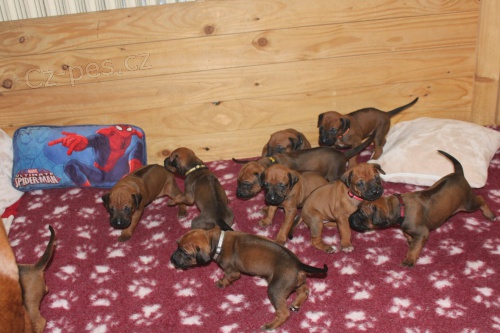 �t��ata rhod�sk�ho ridgebacka s PP