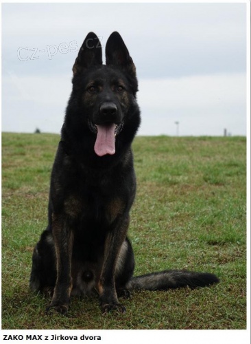 Prod�m �t��ata n�meck�ho ov��ka