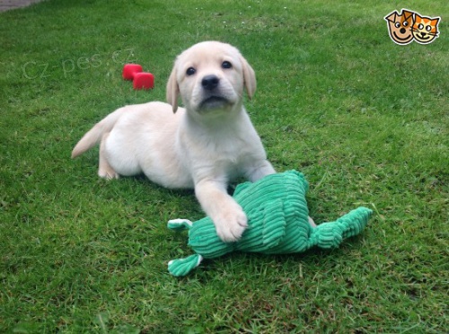 Labradorsk� retr�vr pro p�ijet�