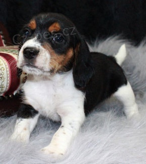 N�dhern� �t��ata Beagle pro p�ijet�